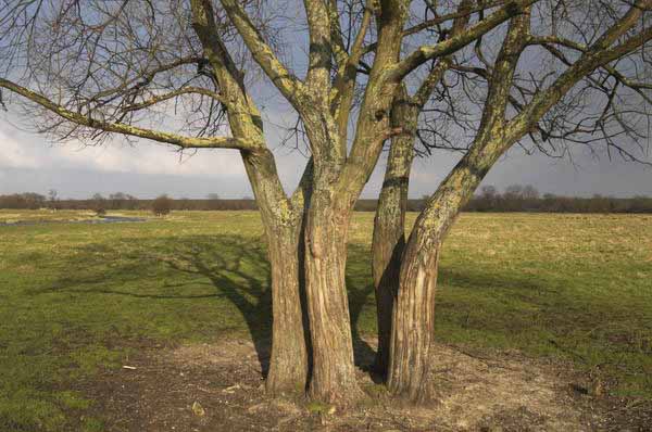 Picture &copy; Peter Marshall, 2004