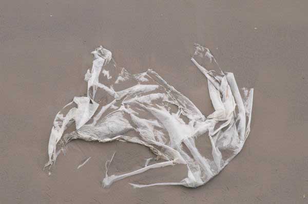 Picture &copy; Peter Marshall, 2004