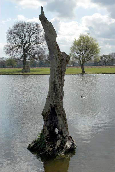 Bushy Park &copy; 2006, Peter Marshall