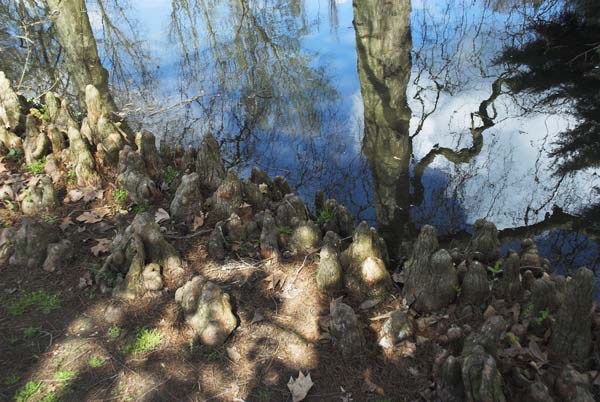 Bushy Park &copy; 2006, Peter Marshall