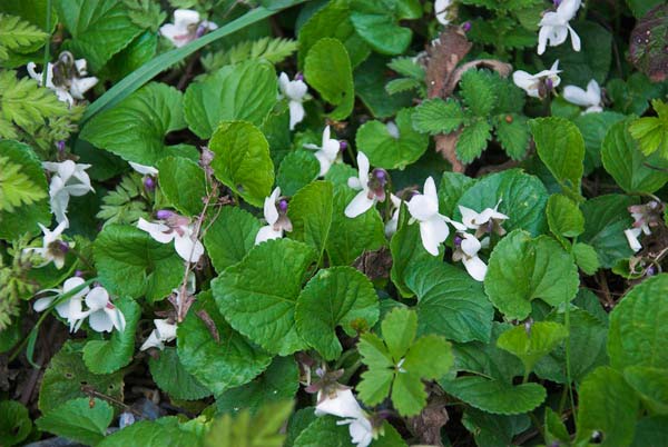 Hounslow &copy; 2006, Peter Marshall