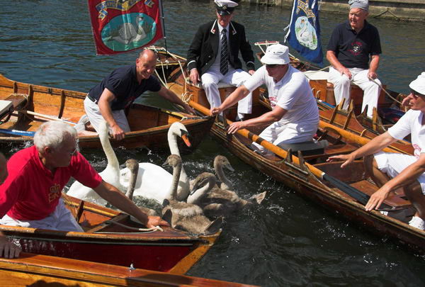 Swan Upping &copy; 2006, Peter Marshall