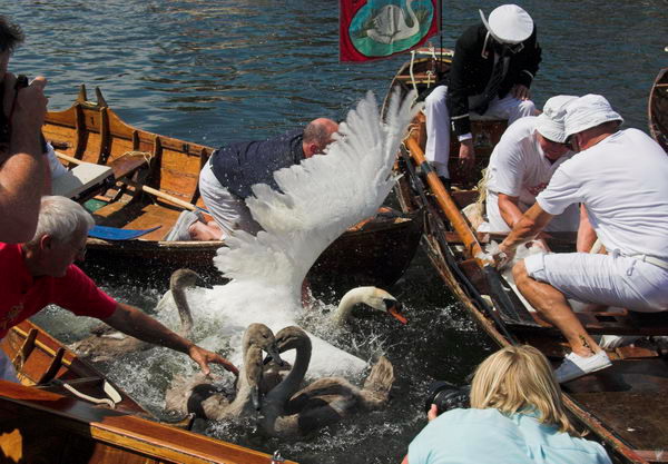 Swan Upping &copy; 2006, Peter Marshall