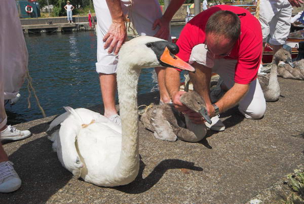 Swan Upping &copy; 2006, Peter Marshall