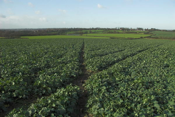 London Loop: Chigwell to Harold Wood &copy; Peter Marshall. 2007