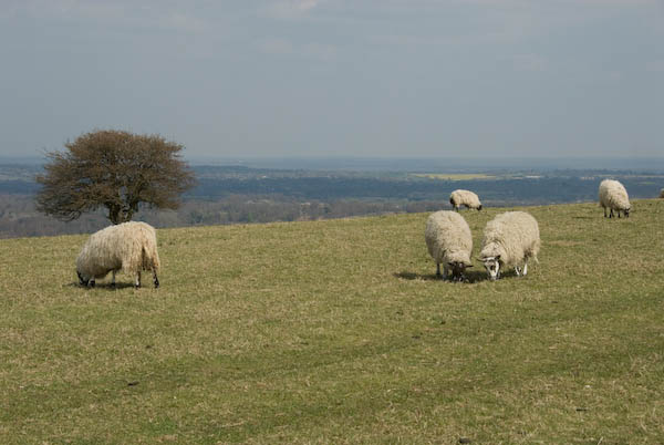 Amberley, Sussex (C) 2007, Peter Marshall